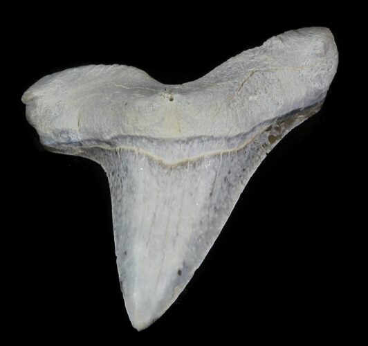 Cretaceous Cretoxyrhina Shark Tooth - Kansas #31642